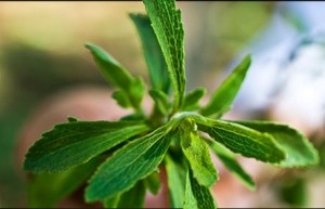 Truvia stevia leaf-cargill