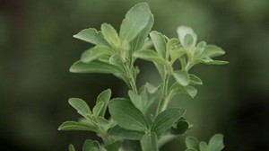PureCircle-stevia