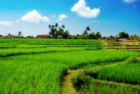 rice-axiom-field