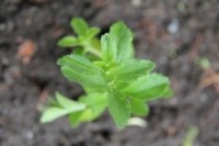 SGF-stevia-leaf