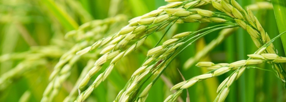 Tailoring functional rice flour to different applications