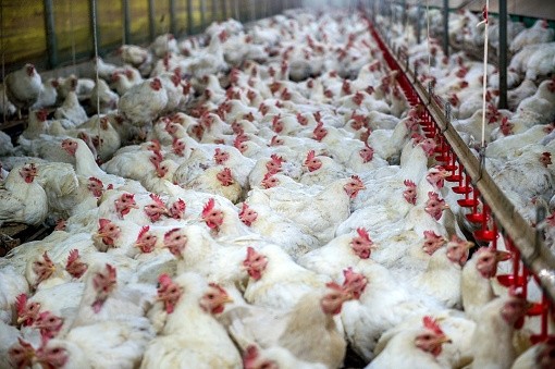 The US government is challenging China over WTO violations, adding 'unfair' taxes on America's poultry producers