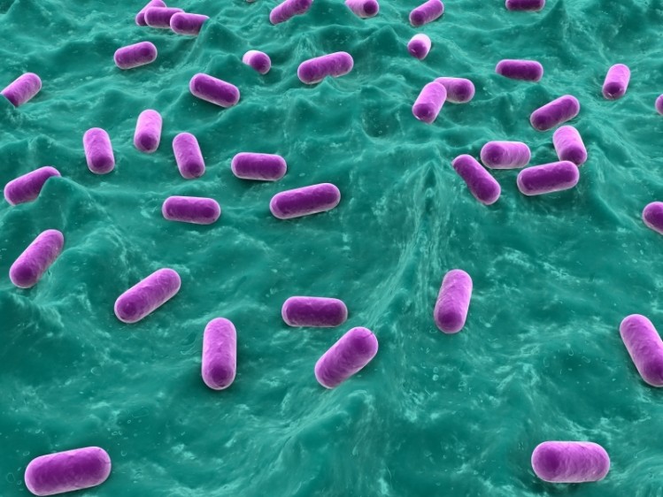 Biomakers of resilience could elucidate structure function claims for probiotics, experts say