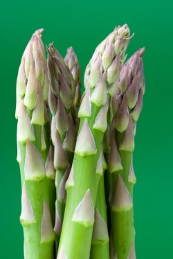 X-ray irradiation of asparagus promises shelf life and safety boosts