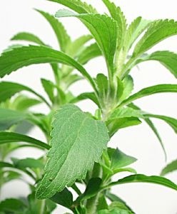 Sweet Green Fields to expand stevia crop in NC and GA