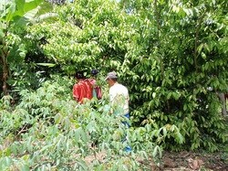 Runa sources its guayusa leaf from rainforest plots in Ecuador.