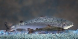 AquAdvantage salmon contains a growth hormone gene from the faster-growing Chinook salmon