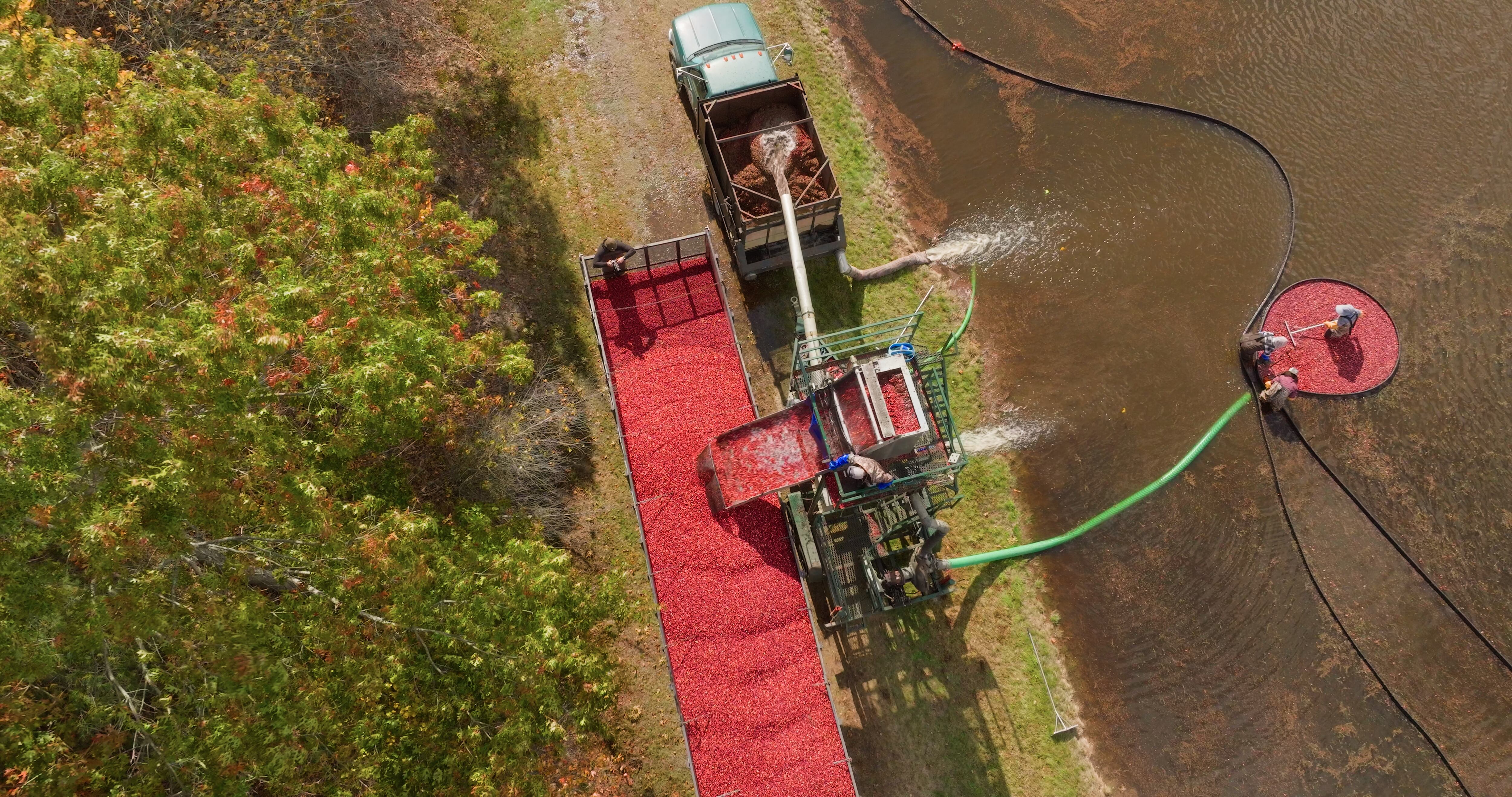 US growers harvest about 40,000 acres and 800 million pounds of cranberries each year