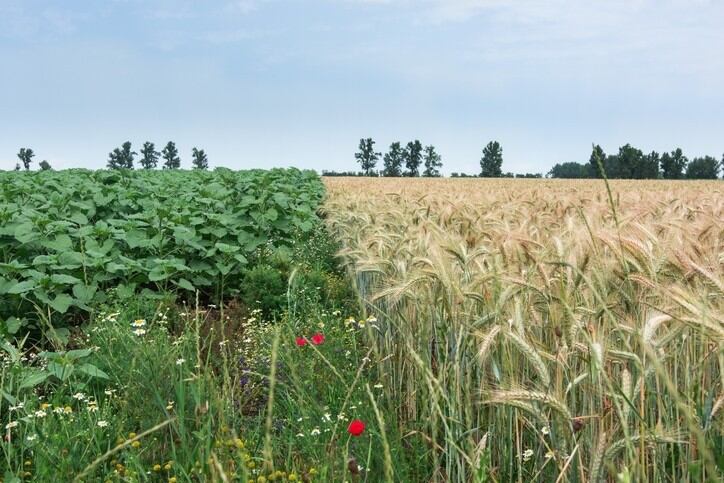 Is organic food really better for the environment?