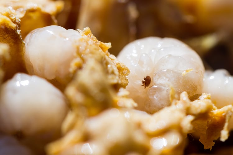 Varroa-mites-GettyImages-OK-Photography.png