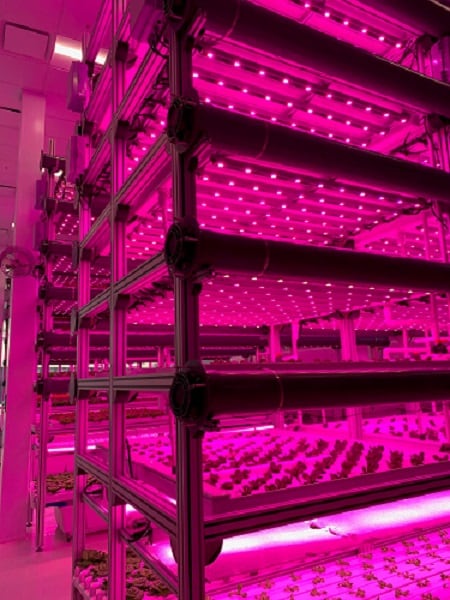 Kalera_indoorverticalfarm.jpg