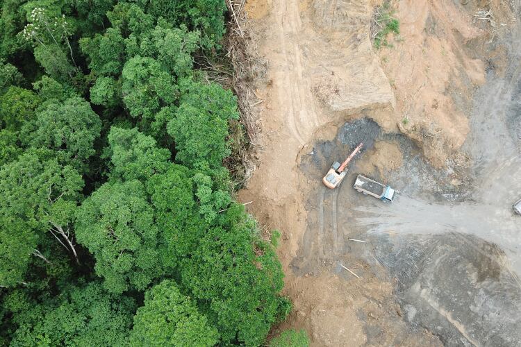 GettyImages-Richcarey-deforestation.png