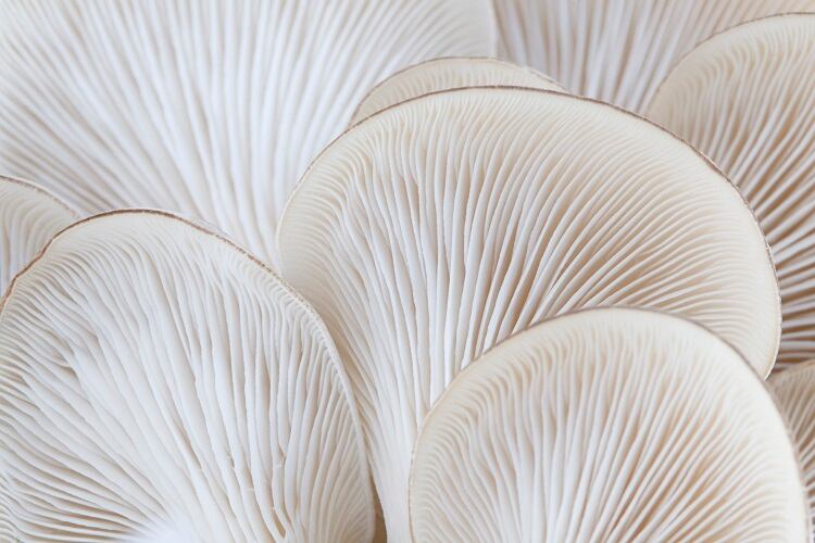 Fungi-based packaging: Meet the start-up replacing plastic with mycelia for ‘high performance’ alternative