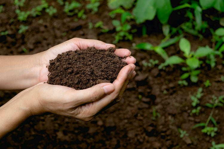 Unilever defines Regenerative Agriculture Principles: ‘Without consensus it’s difficult to have alignment… it was important to start the work’