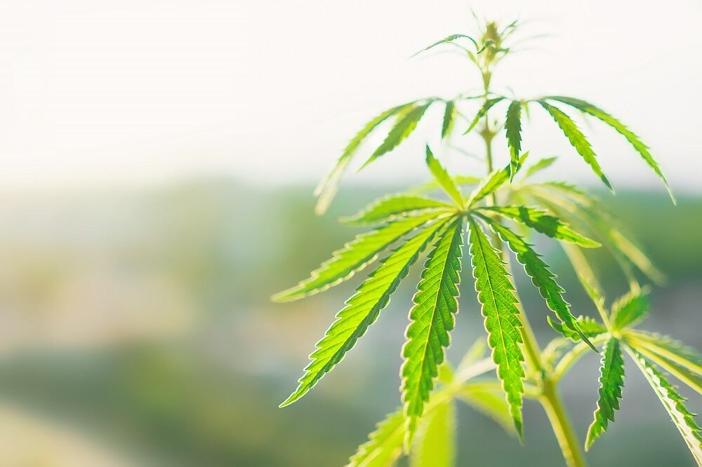 How is coronavirus impacting the market for hemp-derived CBD? Brightfield Group weighs in