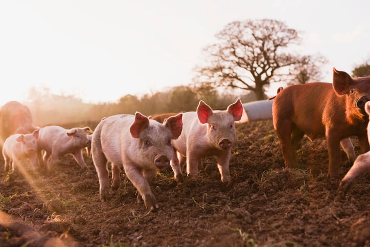 Mission Barns charts next steps after winning USDA & FDA nods for cultivated pork fat