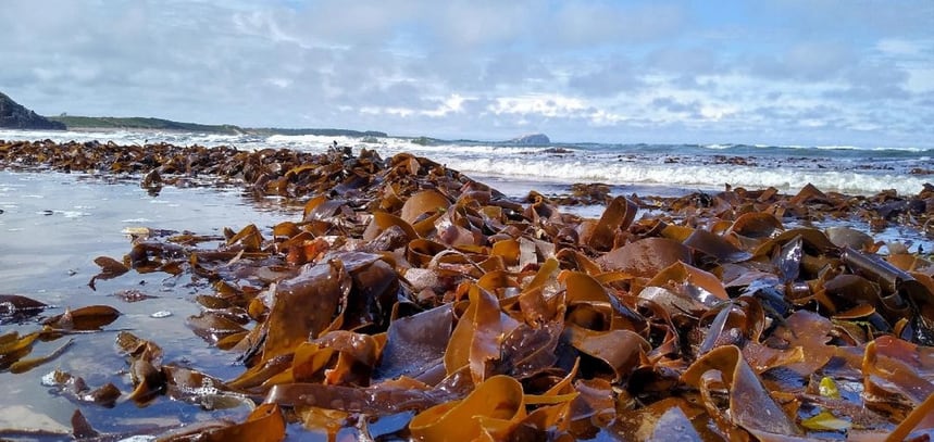Startup Uncracked is unlocking seaweeds’ clean-label potential with proprietary SeaStack technology