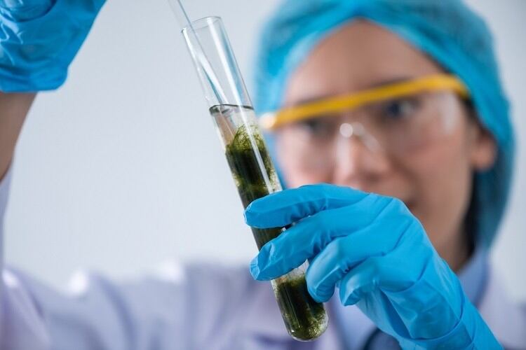 Sophie-s-BIoNutrients-Protein-made-from-microalgae-fed-with-food-waste-comes-to-Europe.jpg