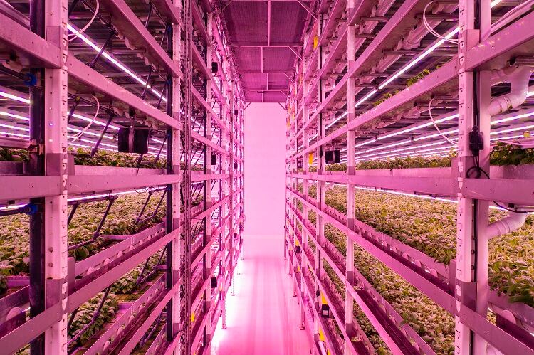 Vertical-Farm-GettyImages-JohnnyGreig.jpg