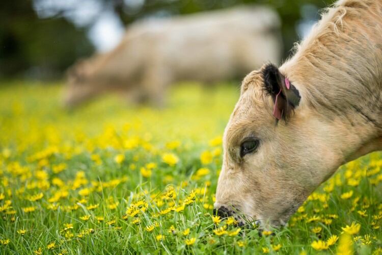 California Dairies and DSM Venturing invest in carbon credit insetting firm Athian