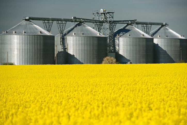 Race to create omega-3-rich canola contaminates ‘small number of canola fields,’ but doesn’t trigger FDA safety questions