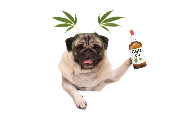 CBD-with-dog-Getty-Images-Monica-Click.jpg