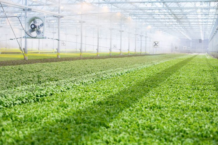 Local produce supplier BrightFarms hires CFO
