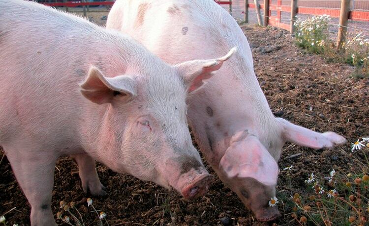 USDA announces ASF control measures