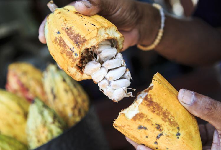 Cargill-and-vertical-farming-company-AeroFarms-team-up-to-unlock-a-more-resilient-cocoa-supply-chain.jpg