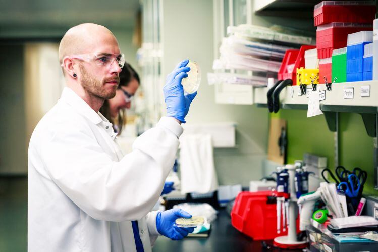 Amyris teams up with LAVVAN to bring fermentation-derived CBD to market in 2020: 'There's a significant cost advantage'
