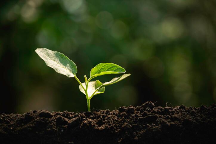 GettyImages-Mintr-soil-plant-earth-sustainability.jpg