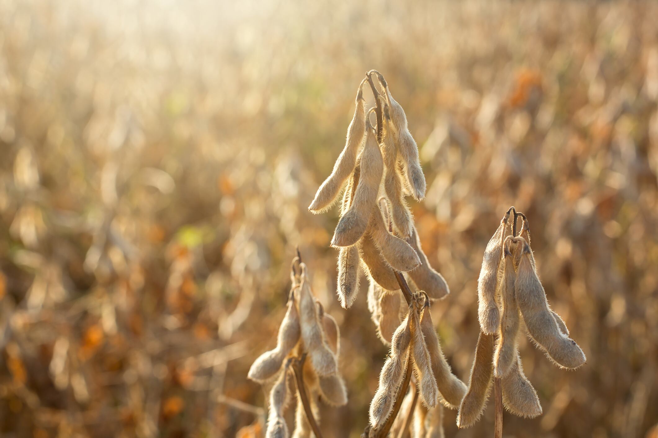 Bunge invests $550 million in new protein concentrate facility