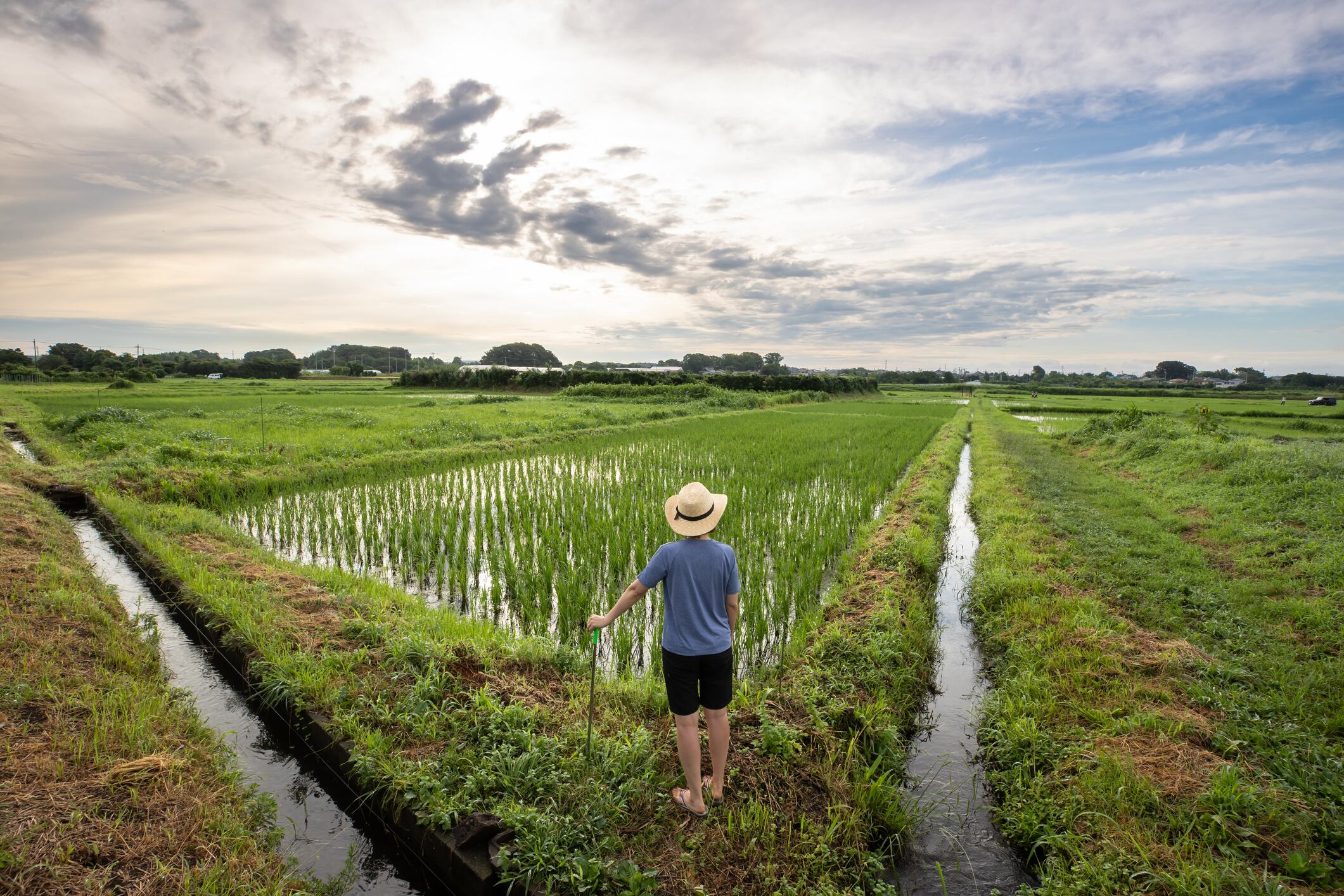A female farmer checking the rice paddies.
