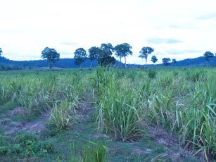 Cambodian-sugar-plantation.jpg
