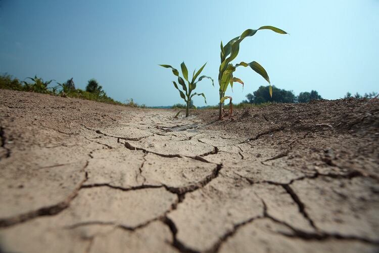 ‘Countries are experiencing cascading crises’: FAO climate change chief on food systems transformation in challenging times