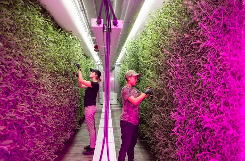 Square Roots takes 'ultra-scalable' urban indoor farming shipping container model nationwide