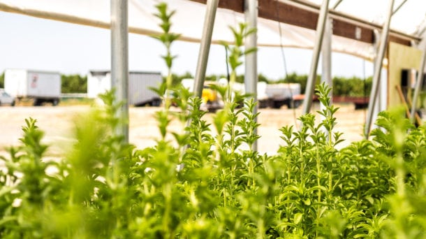 Stevia-First-stevia.jpg