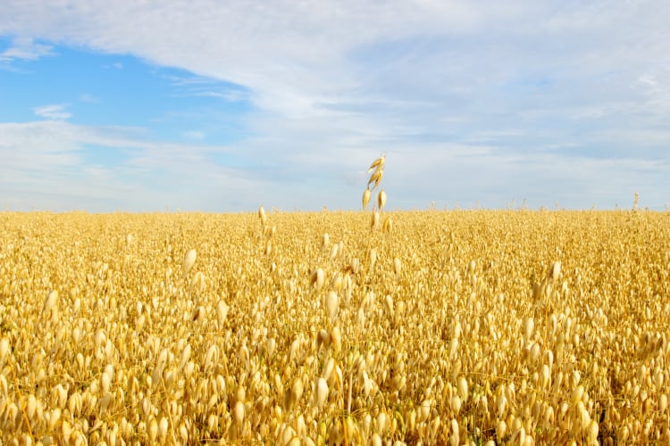 PepsiCo sees oat genome unlocking gains for nutrition and sustainability: 'The mighty oat can play a big role in nutrition'