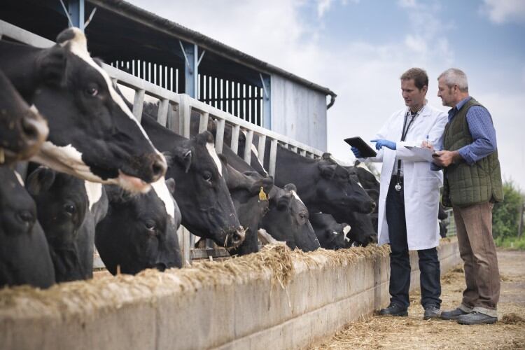 From permits to quarantine: What’s next for US dairy farmers in the bird flu outbreak?
