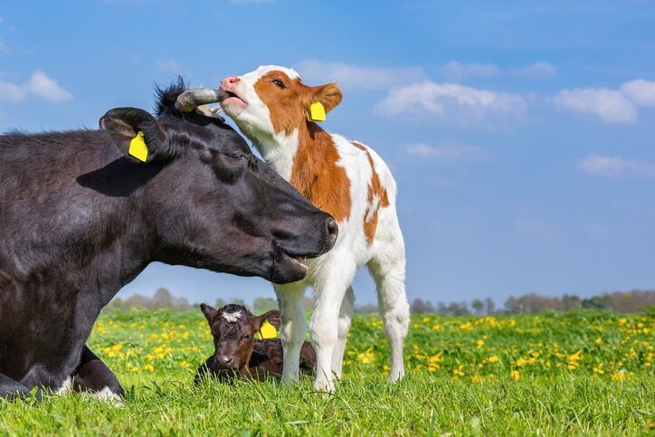 US organic dairy squeezed as prices fail to cover costs: ‘There is no economic reason for dairies to transition to organic’