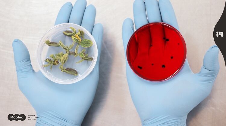 Molecular farming for food: How Moolec Science taps ‘the best of plant- and cell-based’ to develop alternative proteins