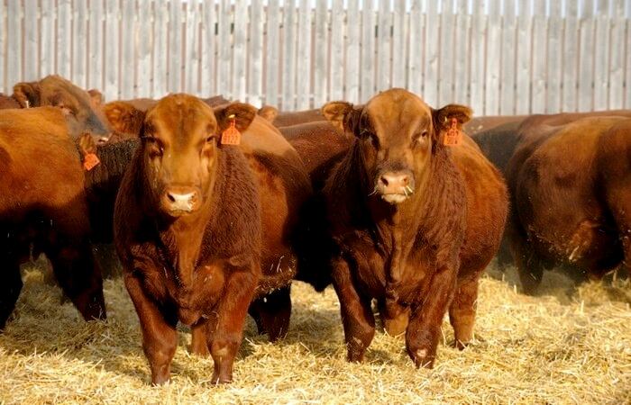 Argentina makes changes to female cattle slaughter weight