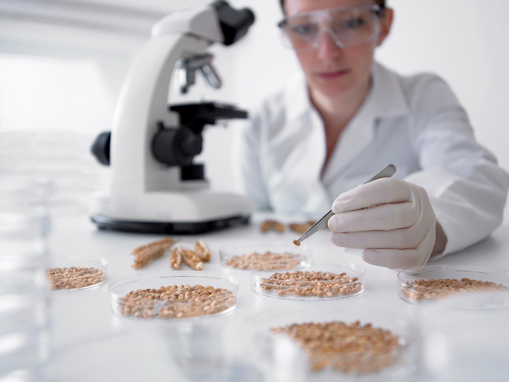 Gene-edited wheat delivers a dough performance upgrade
