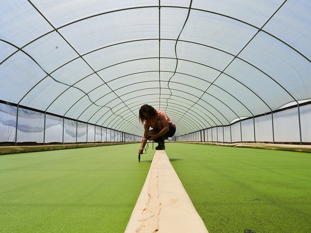 ICL, Plantible launch clean label methylcellulose alternative with high protein, strong sustainability profile