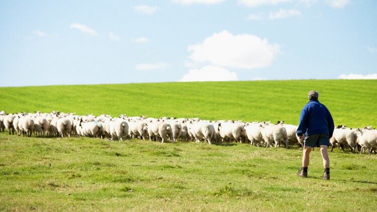 US meat industry reacts to 2018 Farm Bill approval