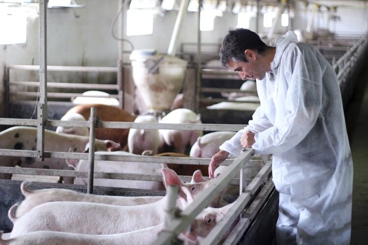 African Swine Fever concerns outlined by US veterinarian