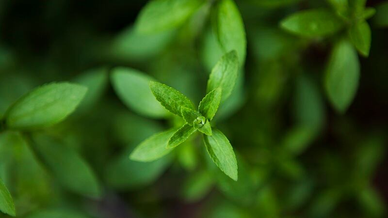 Ingredion sweetens stevia portfolio with PURECIRCLE Clean Taste Solubility Solution