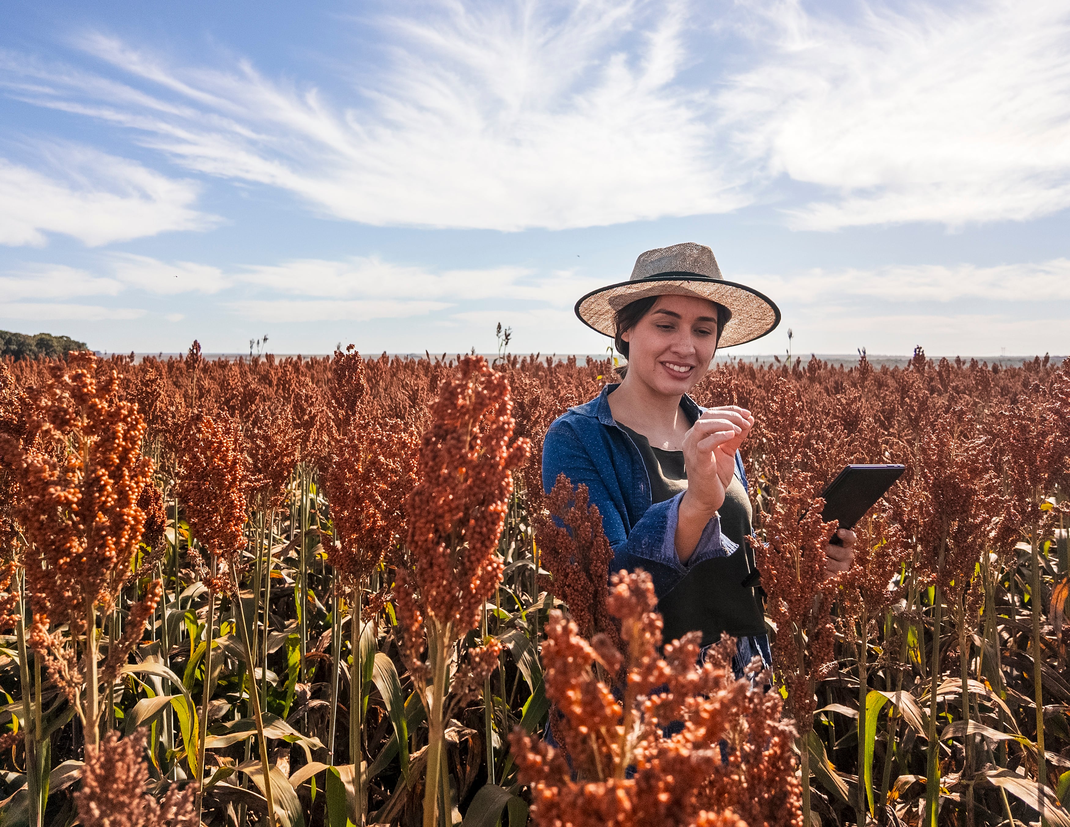 Female Agronomist Inspecting Sorghum Field at Sunset