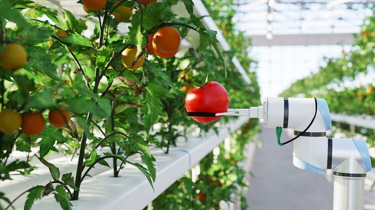 greenhouse-piranka.jpg