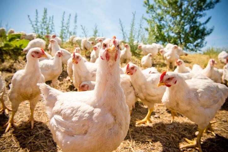 Tyson Foods unveils 4-prong plan to restore its chicken business’ competitiveness, reverse earnings drop